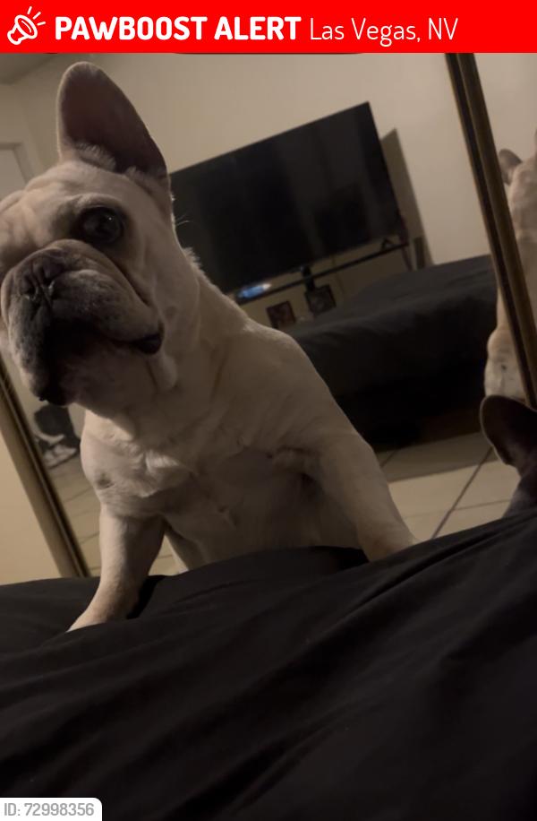 Lost Female Dog last seen Washington and eastern, Las Vegas, NV 89101