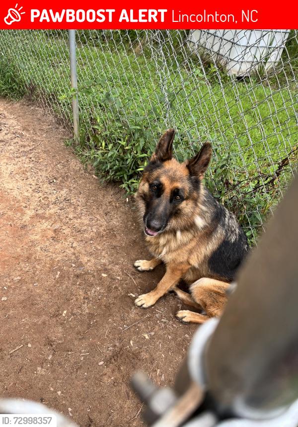 Lost Female Dog last seen Highland park , Lincolnton, NC 28092