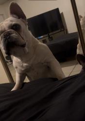 Lost Female Dog last seen Washington and eastern, Las Vegas, NV 89101