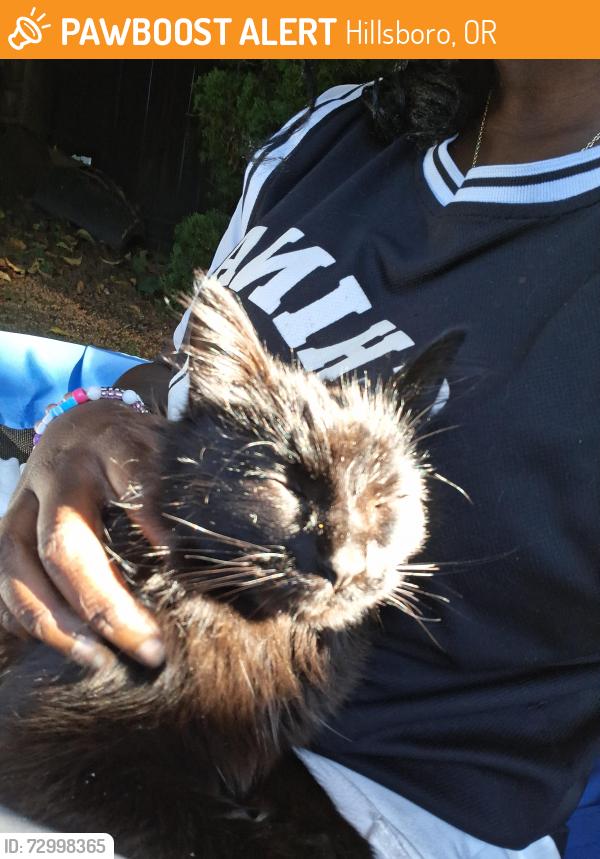 Found/Stray Female Cat last seen Hillsboro , Hillsboro, OR 97124
