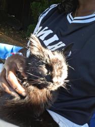 Found/Stray Female Cat last seen Hillsboro, Hillsboro, OR 97124