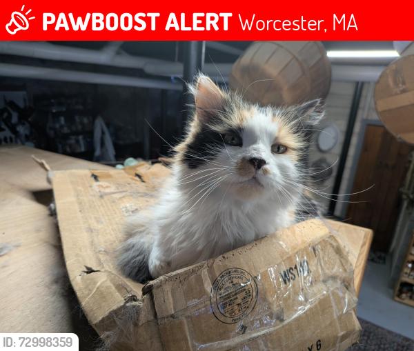 Lost Female Cat last seen Colonial Rd, Worcester, MA 01602