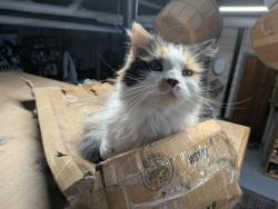 Lost Female Cat last seen Colonial Rd, Worcester, MA 01602