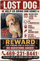 Reunited Male Dog last seen Skyline ests and I45, Hutchins, TX 75141