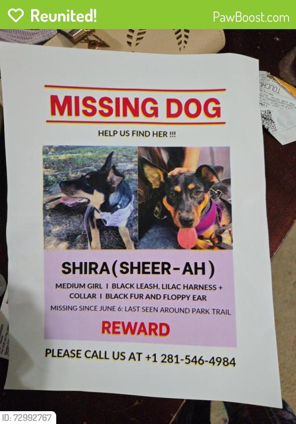 Reunited Female Dog last seen indigo stone and katy briar, Katy, TX 77493