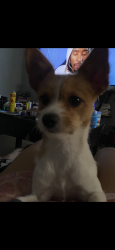 Lost Male Dog last seen Near east Houston st , New York, NY 10002
