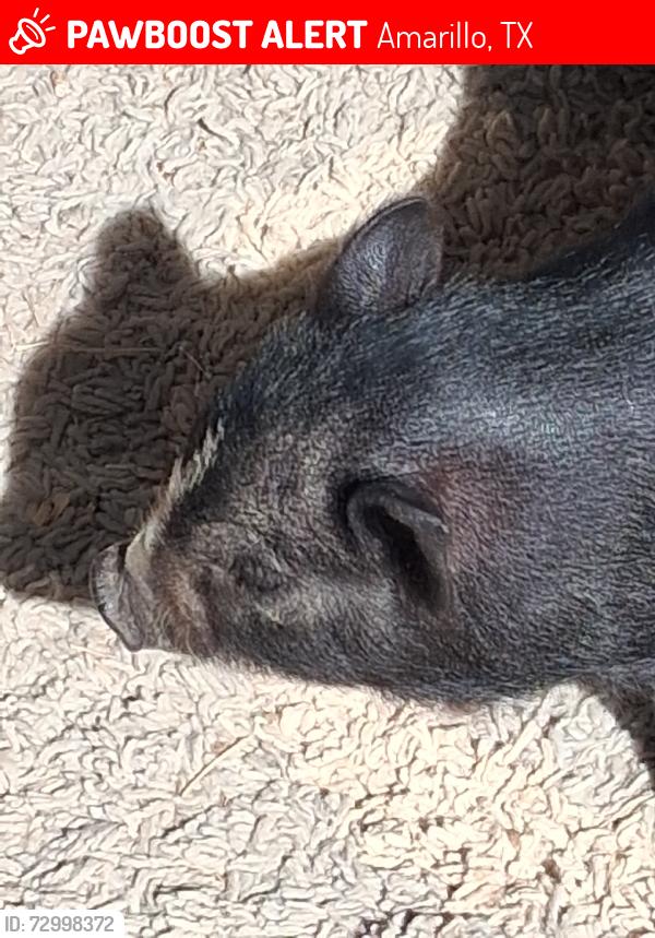 Lost Male Other last seen Nw 4th florda street Amarillo tx, Amarillo, TX 79106