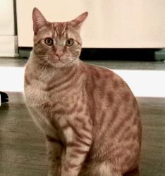 Lost Male Cat last seen Central Plank & Williams Rd, Wetumpka, AL 36092