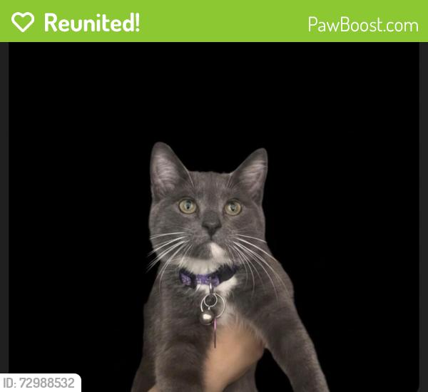 Reunited Female Cat last seen 415th st e Eatonville wa, Pierce County, WA 98328