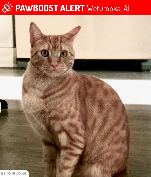 Lost Male Cat last seen Central Plank & Williams Rd, Wetumpka, AL 36092