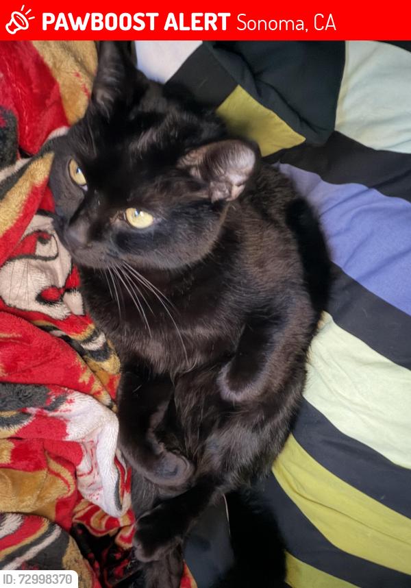 Lost Male Cat last seen Walnut ave and oak st, Sonoma, CA 95476