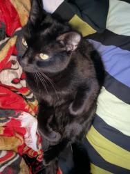 Lost Male Cat last seen Walnut ave and oak st, Sonoma, CA 95476
