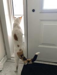 Found/Stray Unknown Cat last seen Dufferin and Wilson , Toronto, ON M3K 1N5