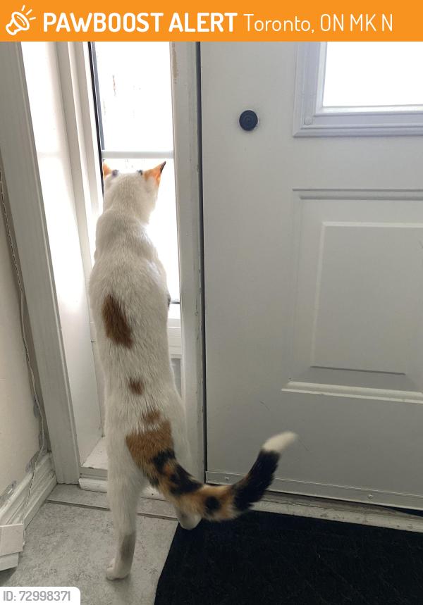 Found/Stray Unknown Cat last seen Dufferin and Wilson , Toronto, ON M3K 1N5