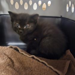 Shelter Stray Female Cat last seen Foothill + Grand, SAN LEANDRO, CA, 94577, 8323 Baldwin St, Oakland, CA 94621, USA