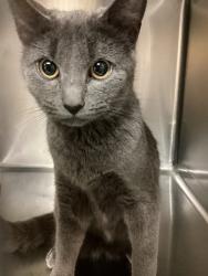 Shelter Stray Female Cat last seen found on bridge at Falls lake on Creedmoor Rd in Raleigh, RALEIGH, NC, 27614, 820 Beacon Lake Dr, Raleigh, NC 27610, USA