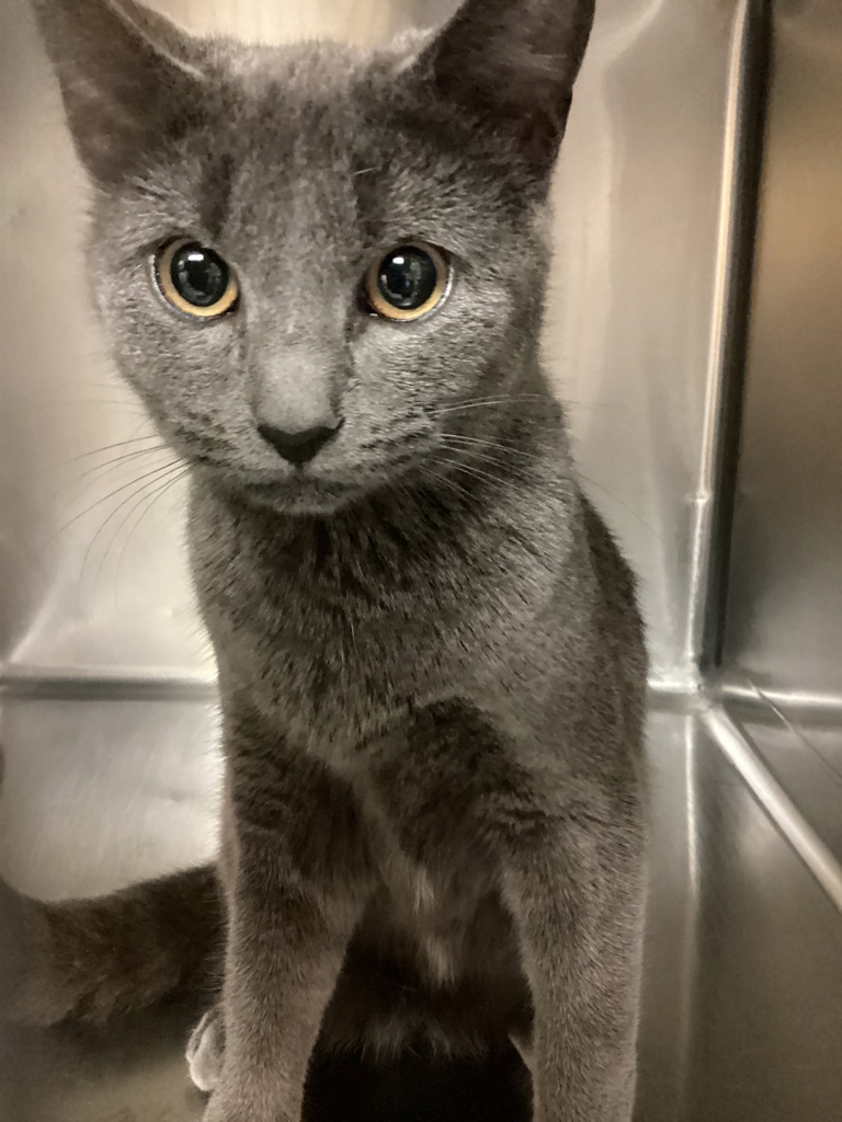 Shelter Stray Female Cat last seen found on bridge at Falls lake on Creedmoor Rd in Raleigh, RALEIGH, NC, 27614, 820 Beacon Lake Dr, Raleigh, NC 27610, USA