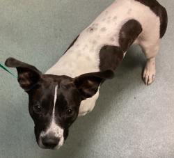 Shelter Stray Male Dog last seen Near Rex Road, HOLLY SPRINGS, NC, 27540, 820 Beacon Lake Dr, Raleigh, NC 27610, USA