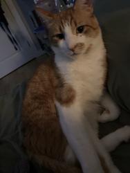 Reunited Male Cat last seen Near Ker Ave, Victoria, BC V9A 2B7, Canada, Victoria, BC V9A 2B7