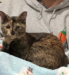 Lost Female Cat last seen Lewis Circle and Fairview in Five Points , Raleigh, NC 27608