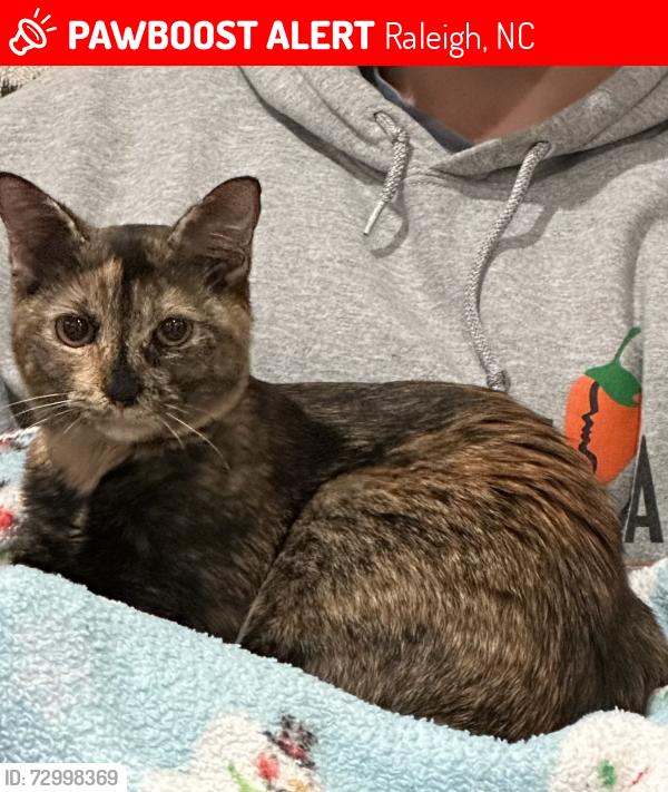 Lost Female Cat last seen Lewis Circle and Fairview in Five Points , Raleigh, NC 27608