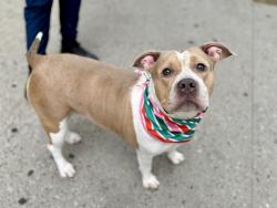 Shelter Stray Female Dog last seen Apt 6B,416 E 137 Street, BRONX, NY, 10454, 326 E 110th St, New York, NY 10029, USA
