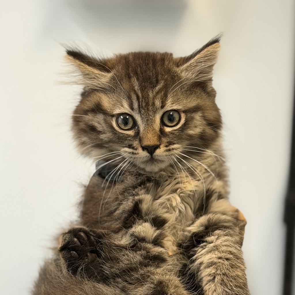 Shelter Stray Female Cat last seen Near Peterlynn Drive, San Diego, CA, 92154, 5500 Gaines St, San Diego, CA 92110, USA