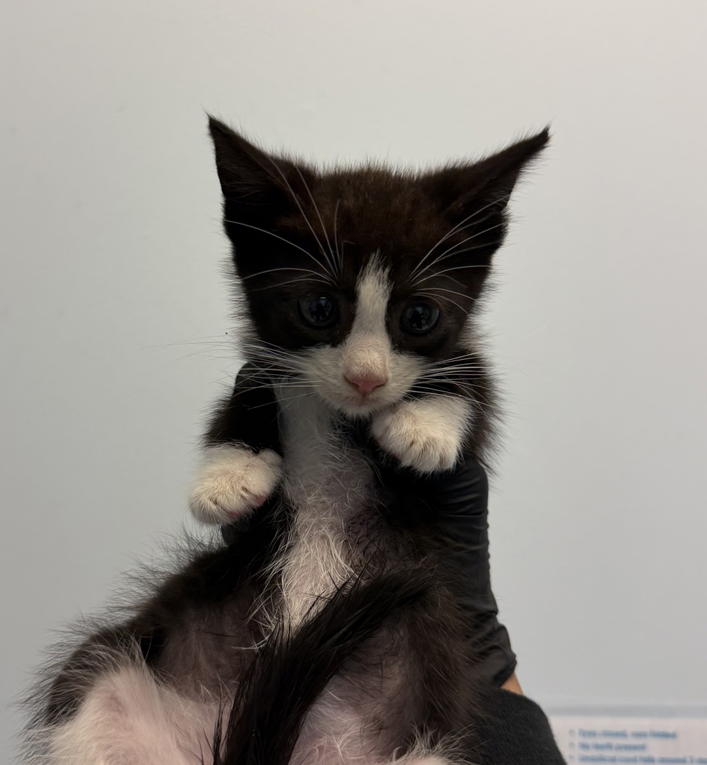 Shelter Stray Male Cat last seen Near Menlo Avenue, San Diego, CA, 92105, 5500 Gaines St, San Diego, CA 92110, USA