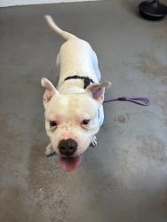 Shelter Stray Male Dog last seen Near W 1300 S, SALT LAKE CITY, UT, 84115, 511 W 3900 S, Salt Lake City, UT 84123, USA