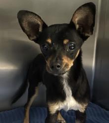 Shelter Stray Male Dog last seen Near W 13th Avenue, Escondido, CA, 92025, Escondido, CA 92027, USA
