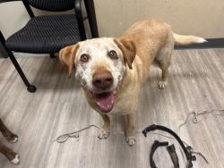 Shelter Stray Male Dog last seen Near Las Vegas Drive, Oceanside, CA, 92054, Oceanside, CA 92058, USA