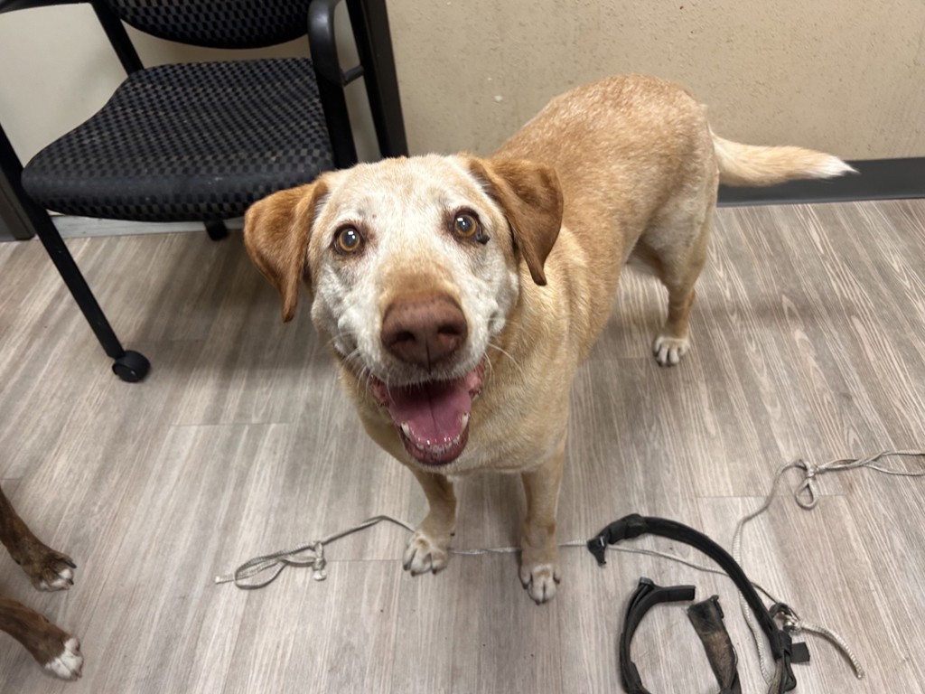 Shelter Stray Male Dog last seen Near Las Vegas Drive, Oceanside, CA, 92054, Oceanside, CA 92058, USA