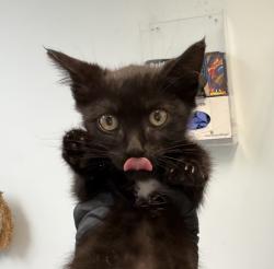 Shelter Stray Male Cat last seen border crossing, San Diego, CA, 92173, 5500 Gaines St, San Diego, CA 92110, USA