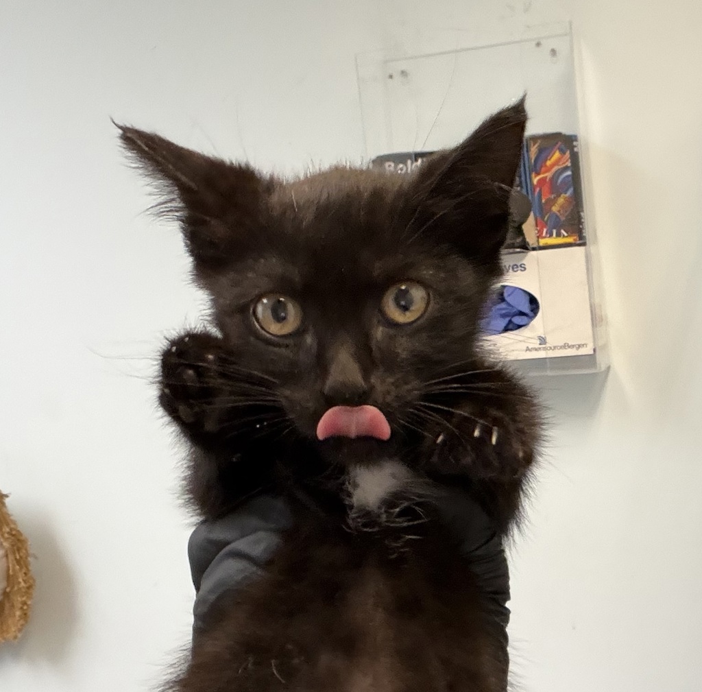 Shelter Stray Male Cat last seen border crossing, San Diego, CA, 92173, 5500 Gaines St, San Diego, CA 92110, USA