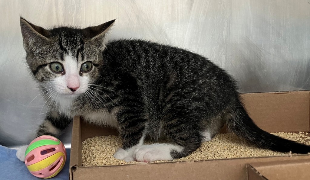 Shelter Stray Male Cat last seen Alexander Avenue, STATEN ISLAND, NY, 10312, 3139 Veterans Rd W, Staten Island, NY 10309, USA