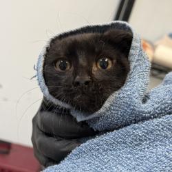 Shelter Stray Male Cat last seen Near Rosebud, San Diego, CA, 92114, 5500 Gaines St, San Diego, CA 92110, USA