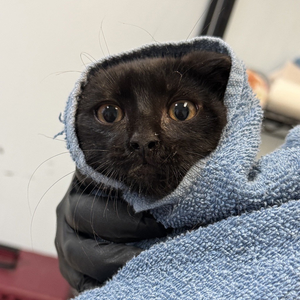 Shelter Stray Male Cat last seen Near Rosebud, San Diego, CA, 92114, 5500 Gaines St, San Diego, CA 92110, USA