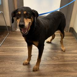 Shelter Stray Female Dog last seen Near Linda Road, San Diego, CA, 92110, 5500 Gaines St, San Diego, CA 92110, USA
