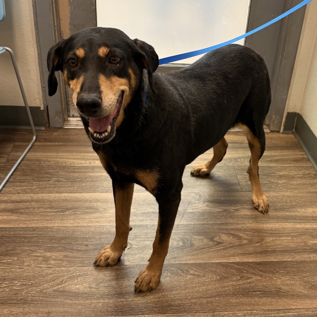 Shelter Stray Female Dog last seen Near Linda Road, San Diego, CA, 92110, 5500 Gaines St, San Diego, CA 92110, USA