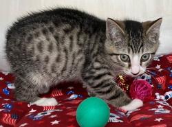 Shelter Stray Male Cat last seen Alexander Avenue, STATEN ISLAND, NY, 10312, 3139 Veterans Rd W, Staten Island, NY 10309, USA