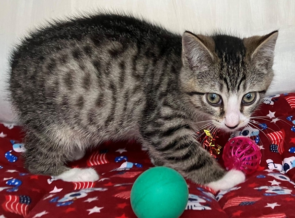 Shelter Stray Male Cat last seen Alexander Avenue, STATEN ISLAND, NY, 10312, 3139 Veterans Rd W, Staten Island, NY 10309, USA