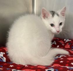 Shelter Stray Male Cat last seen Alexander Avenue, STATEN ISLAND, NY, 10312, 3139 Veterans Rd W, Staten Island, NY 10309, USA