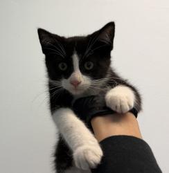 Shelter Stray Male Cat last seen Near S 36th Street, San Diego, CA, 92113, 5500 Gaines St, San Diego, CA 92110, USA