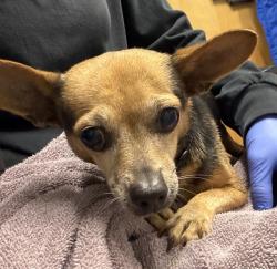 Shelter Stray Female Dog last seen Buchanan Street, Escondido, CA, 92027, Escondido, CA 92027, USA