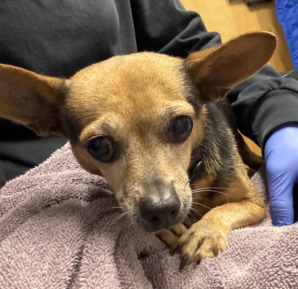 Shelter Stray Female Dog last seen Buchanan Street, Escondido, CA, 92027, Escondido, CA 92027, USA