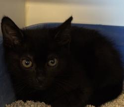 Shelter Stray Female Cat last seen Near Sturgess Avenue, La Mesa, CA, 91941, 5500 Gaines St, San Diego, CA 92110, USA