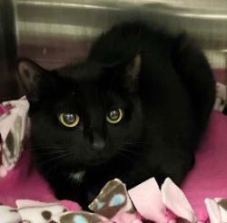 Shelter Stray Female Cat last seen Jacques Avenue, STATEN ISLAND, NY, 10306, 3139 Veterans Rd W, Staten Island, NY 10309, USA