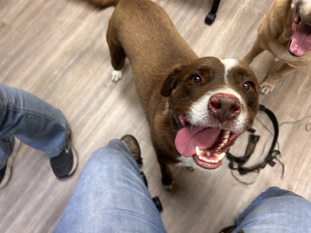 Shelter Stray Male Dog last seen Near Las Vegas Drive, Oceanside, CA, 92054, Oceanside, CA 92058, USA
