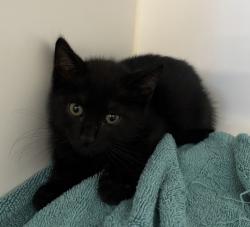 Shelter Stray Male Cat last seen Near Sturgess Avenue, La Mesa, CA, 91941, 5500 Gaines St, San Diego, CA 92110, USA