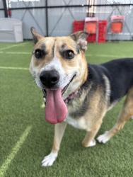 Shelter Stray Female Dog last seen Near Via De La Amistad, San Diego, CA, 92154, 5500 Gaines St, San Diego, CA 92110, USA
